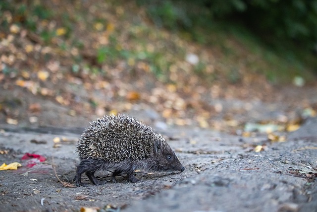 还进一步传 还进一步传
